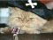 Capn Cat's Avatar
